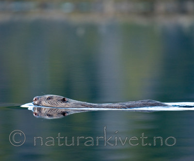 BB 11 0147 / Castor fiber / Bever